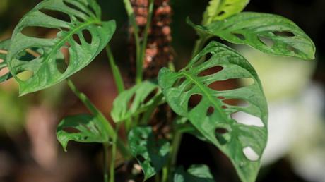 Monstera acuminata