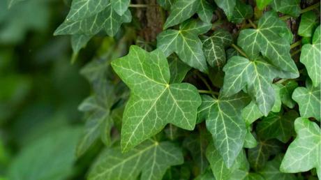 Efeu Pflanze draußen