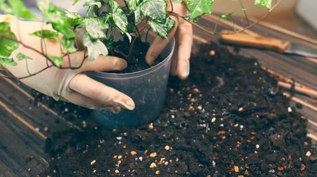 Efeu wird angepflanzt