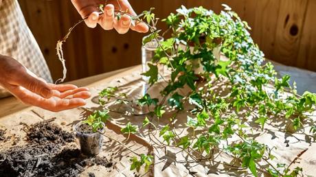 Efeu mit Erde auf dem Tisch