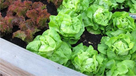 Hochbeet mit Salat