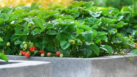 Hochbeet mit Erdbeeren