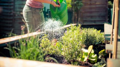 Hochbeet wird gegossen