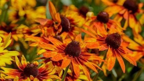 Sonnenhut (Rudbeckia) im orange