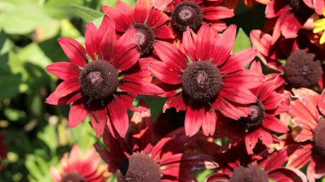 Sonnenhut Pflege: Pflanzen, Schnitt, Überwinterung & Vermehrung