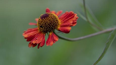Sonnenhut (Rudbeckia) im rot