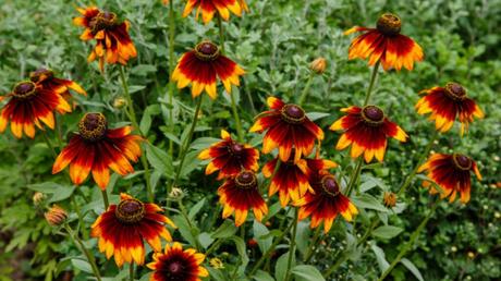 Sonnenhut (Rudbeckia) im orange und gelb