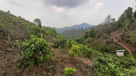 Im hintersten Eck der Provinz Chiang Rai – eine Runde in den Tee-Plantagen von Thoet Thai