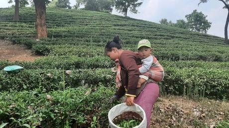 Im hintersten Eck der Provinz Chiang Rai – eine Runde in den Tee-Plantagen von Thoet Thai