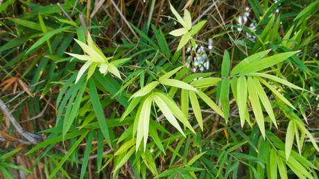 Japanischer Pfeilbambus (Pseudosasa japonica)