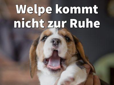 Welpe kommt nicht zur Ruhe: Was kann ich tun?