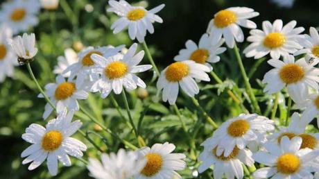 Römische Kamille (Chamaemelum nobile)