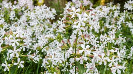 Gemeines Seifenkraut (Saponaria officinalis)