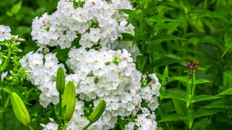 Flammenblumen (Phlox paniculata)