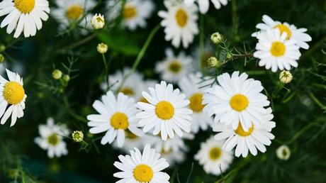 Grönlandmagerite (Chrysanthemum articum)