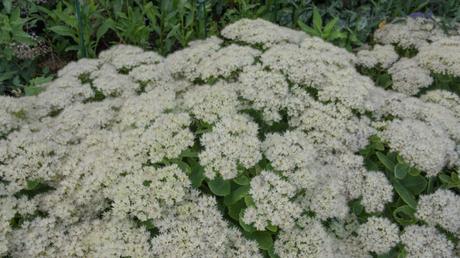 Weiße Fetthenne (Sedum spectabile 'Iceberg')