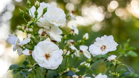 Bodendeckerrose 'Innocencia' (Rosa 'Innocencia')
