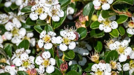 Zwergmispel (Cotoneaster)