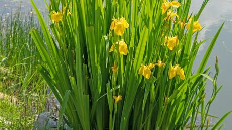 Heimische Sumpfschwertlilie (Iris pseudacorus)