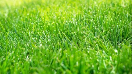 Nahaufnahme: Grüner Rasen