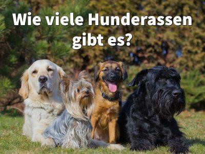 Wie viele Hunderassen gibt es: weltweit und in Deutschland?