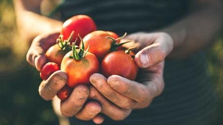 Tomaten in einer dreckigen hand 