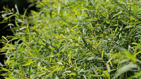 Nahaufnahme Purpur Weide (Salix purpurea)