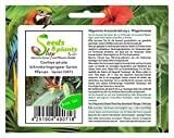 Stk - 10x Cautleya spicata Schmetterlingsingwer Garten Pflanzen - Samen ID471 - Seeds Plants Shop Samenbank Pfullingen Patrik Ipsa