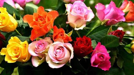 Rosen in verschiedenen Farben