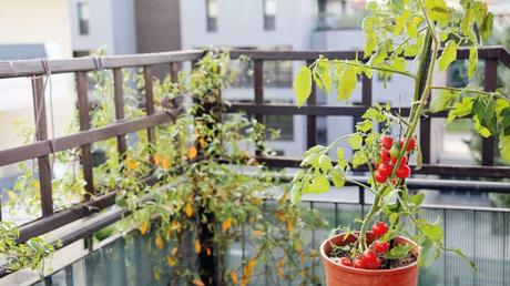 Tomaten werden auf dem Balkon gezüchtet
