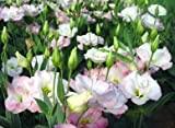 20seeds Schneeglöckchen Blumensamen Schöner Garten Einfrieren Pflanzen Bonsai Balkonblume