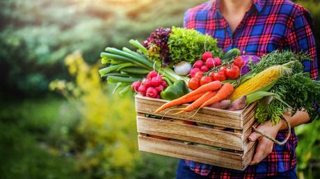 Gemüsebeet anlegen für Anfänger: In 6 Schritten erklärt
