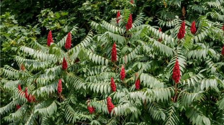 Essigbaum pflegen: Hilfe & Tipps zur Standortwahl und Aufzucht