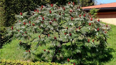 Essigbaum pflegen: Hilfe & Tipps zur Standortwahl und Aufzucht