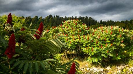 Essigbaum pflegen: Hilfe & Tipps zur Standortwahl und Aufzucht