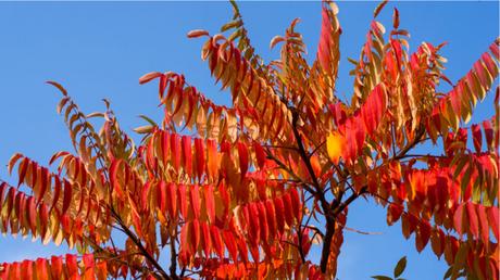 Essigbaum pflegen: Hilfe & Tipps zur Standortwahl und Aufzucht