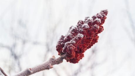 Essigbaum pflegen: Hilfe & Tipps zur Standortwahl und Aufzucht