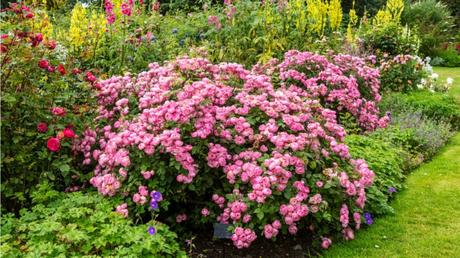 Rosen schneiden im Herbst: Tipps bei der Pflege