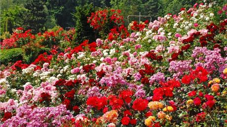 Rosen schneiden im Herbst: Tipps bei der Pflege