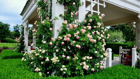 Rosen schneiden im Herbst: Tipps bei der Pflege