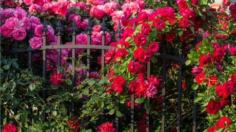 Rosen schneiden im Herbst: Tipps bei der Pflege