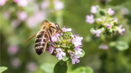 Thymian als Bodendecker: Sorten und Eignung im Überblick