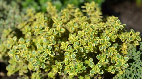 Thymian als Bodendecker: Sorten und Eignung im Überblick