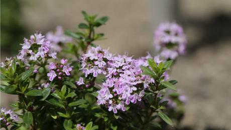 Thymian als Bodendecker: Sorten und Eignung im Überblick