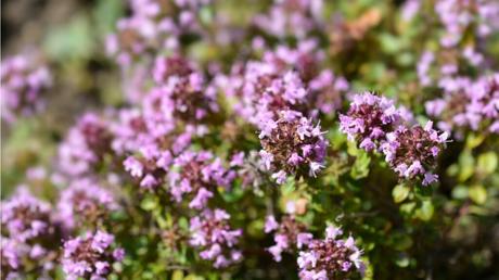 Thymian als Bodendecker: Sorten und Eignung im Überblick