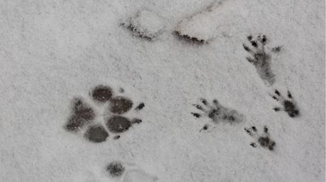 Hund- und Eichhörnchenabdrücke im Schnee