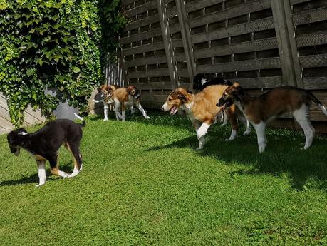 All Puppies TOGETHER – finally after 9 Weeks