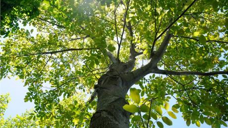 Walnussbaum pflanzen und pflegen: der Hausbaum im Garten