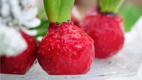 Amaryllis in Wachs: Pflanzenpflege und Blüte