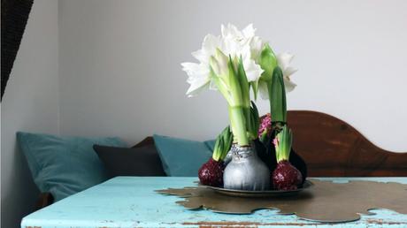 Amaryllis in Wachs: Pflanzenpflege und Blüte